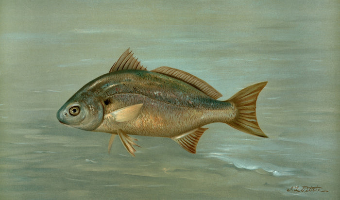 Kingfish (Mentichirrhus nebulosus) by John L. Petrie, 1898