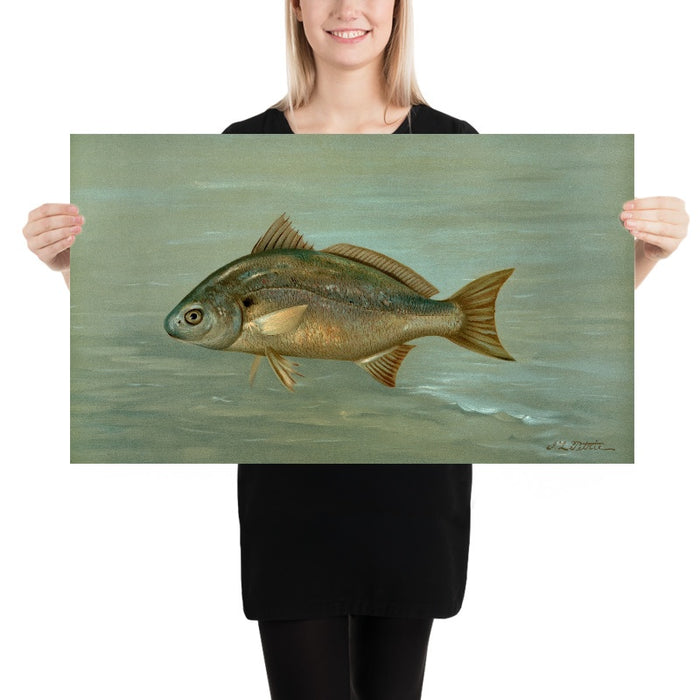 Kingfish (Mentichirrhus nebulosus) by John L. Petrie, 1898