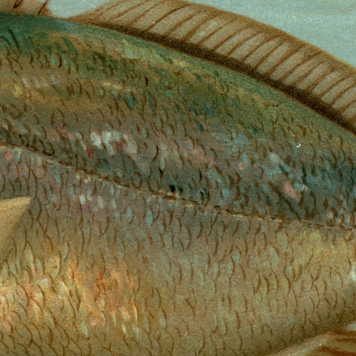 Kingfish (Mentichirrhus nebulosus) by John L. Petrie, 1898