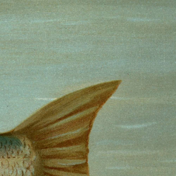 Kingfish (Mentichirrhus nebulosus) by John L. Petrie, 1898