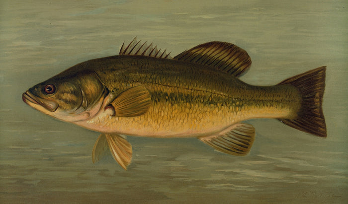 Largemouth Bass (Micropterus salmoides) by John L. Petrie, 1898