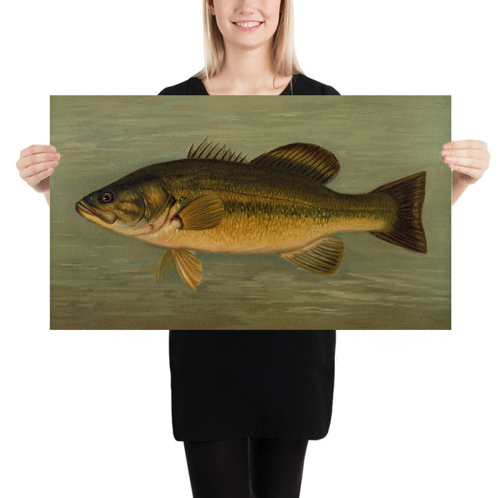 Largemouth Bass (Micropterus salmoides) by John L. Petrie, 1898