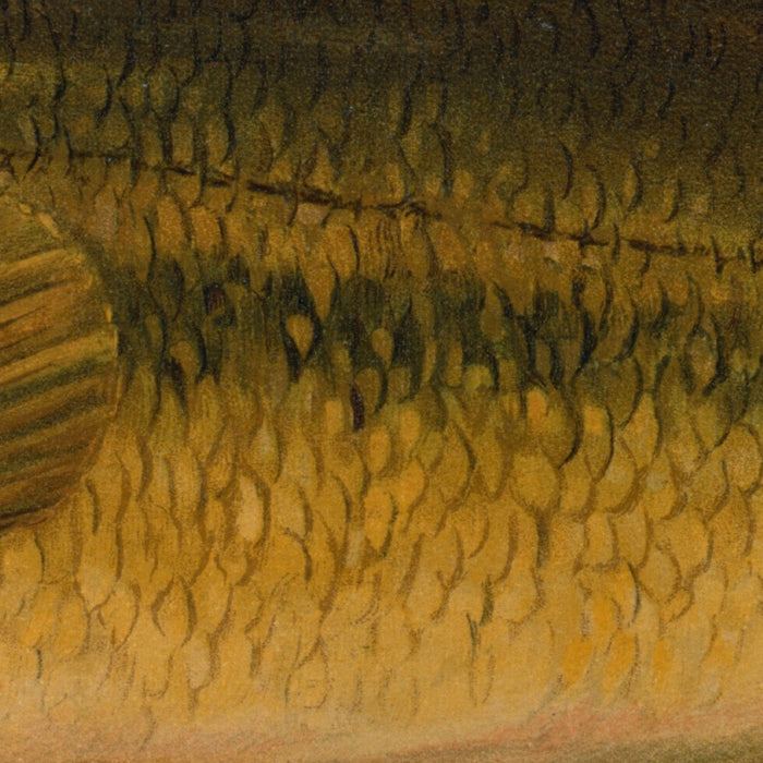 Largemouth Bass (Micropterus salmoides) by John L. Petrie, 1898