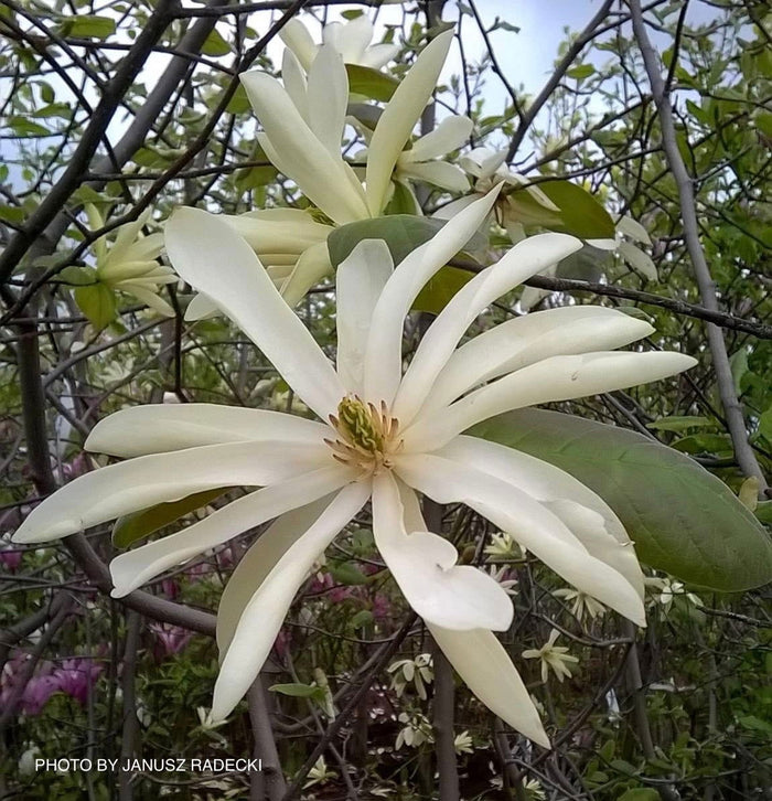 - Magnolia 'Gold Star' Golden Flower Magnolia - Mr Maple │ Buy Japanese Maple Trees