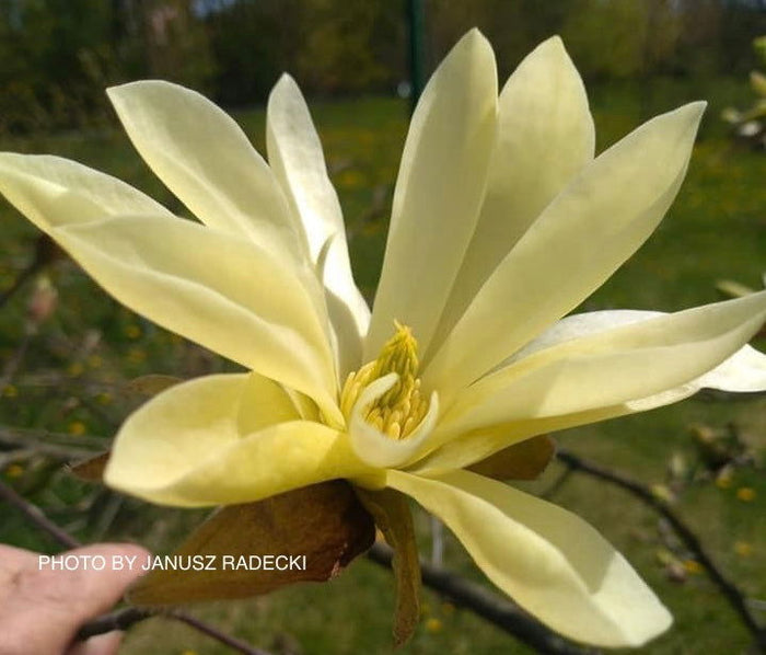 - Magnolia 'Gold Star' Golden Flower Magnolia - Mr Maple │ Buy Japanese Maple Trees