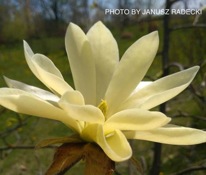 - Magnolia 'Gold Star' Golden Flower Magnolia - Mr Maple │ Buy Japanese Maple Trees