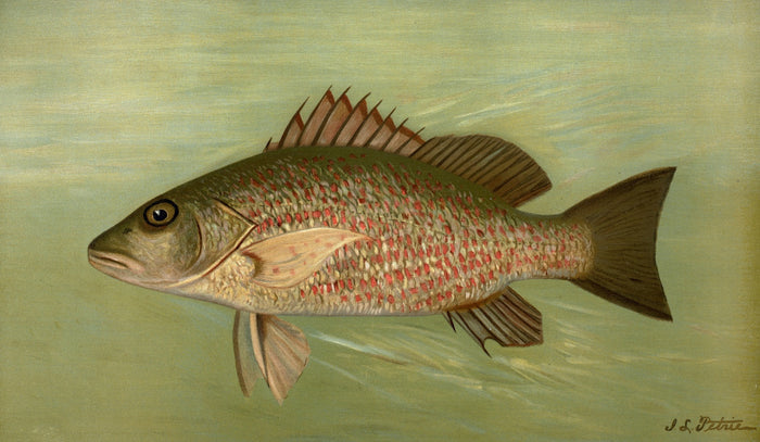 Mangrove Snapper (Lutjanus griseus) by John L. Petrie, 1898