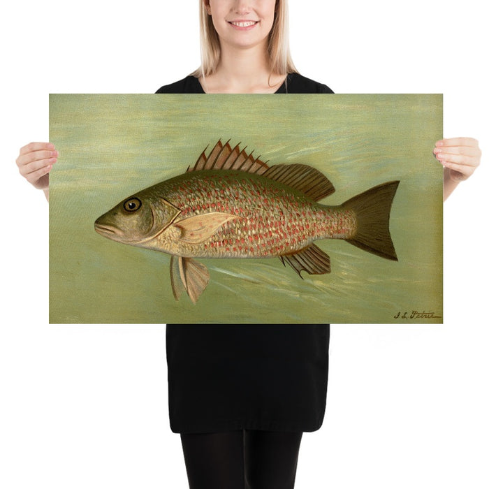Mangrove Snapper (Lutjanus griseus) by John L. Petrie, 1898