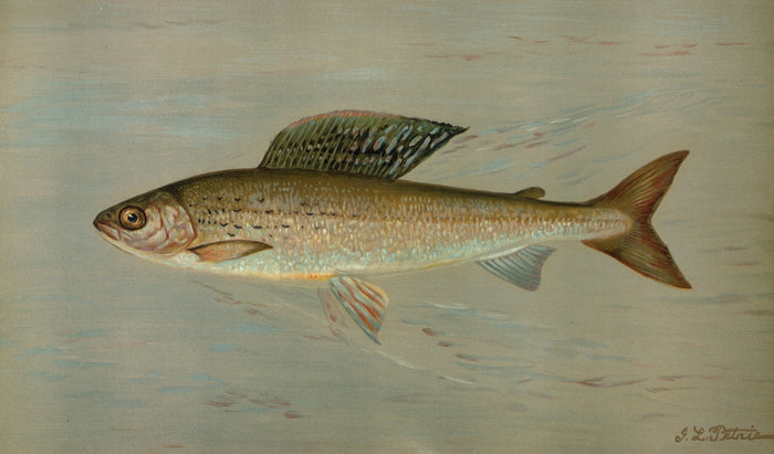 Michigan Grayling (Thymallus ontariensis) by John L. Petrie, 1898