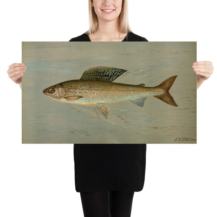 Michigan Grayling (Thymallus ontariensis) by John L. Petrie, 1898