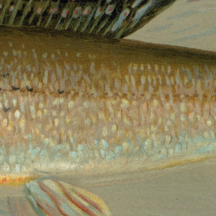 Michigan Grayling (Thymallus ontariensis) by John L. Petrie, 1898
