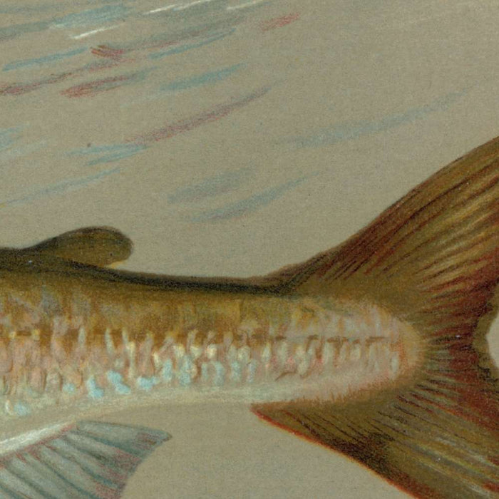 Michigan Grayling (Thymallus ontariensis) by John L. Petrie, 1898