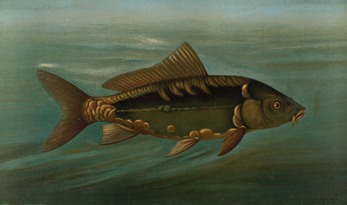 Mirror Carp (Cyprinus carpio) by John L. Petrie, 1898