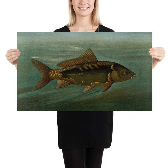 Mirror Carp (Cyprinus carpio) by John L. Petrie, 1898