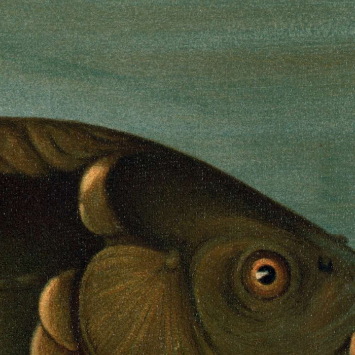 Mirror Carp (Cyprinus carpio) by John L. Petrie, 1898