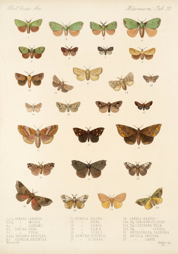 Moths (Heterocera, Plate 23) by Frederick DuCane Godman, 1879