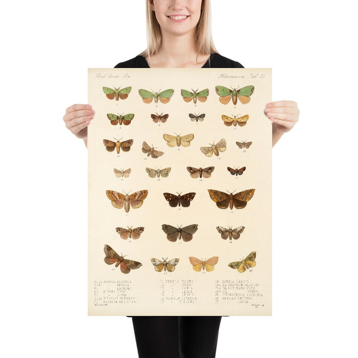 Moths (Heterocera, Plate 23) by Frederick DuCane Godman, 1879