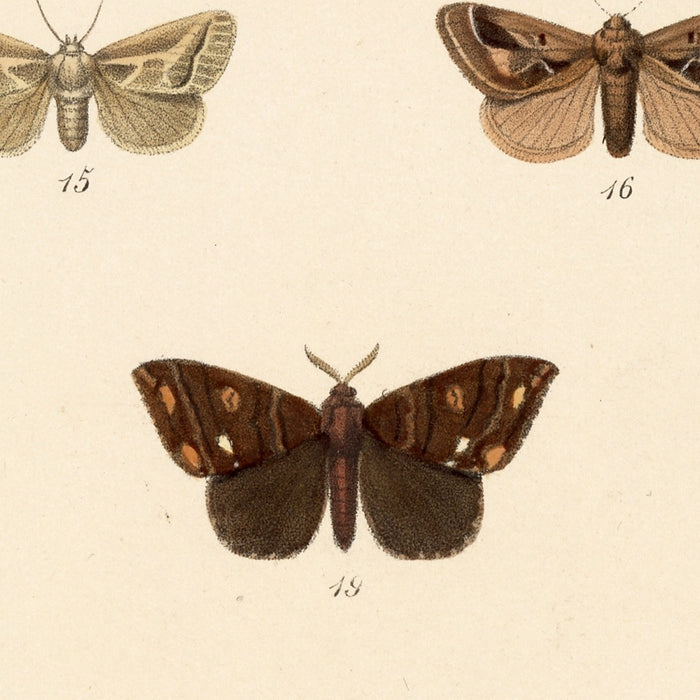 Moths (Heterocera, Plate 23) by Frederick DuCane Godman, 1879