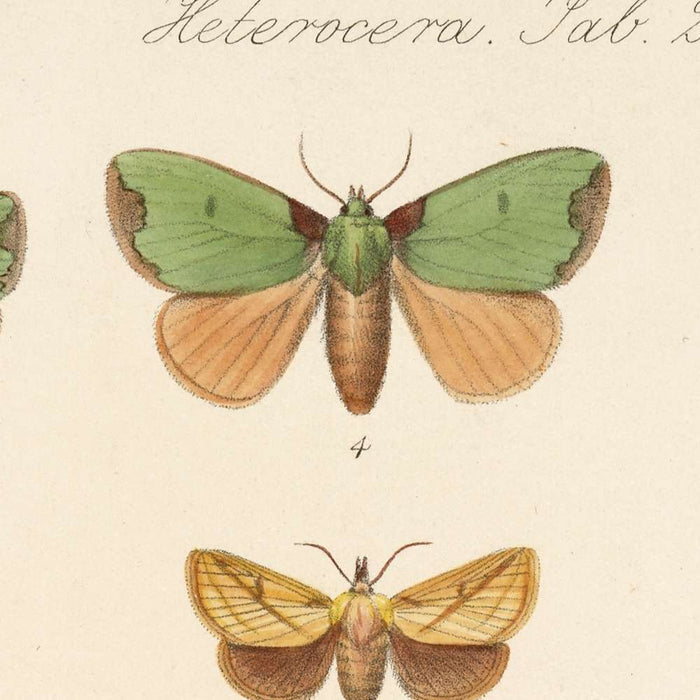 Moths (Heterocera, Plate 23) by Frederick DuCane Godman, 1879