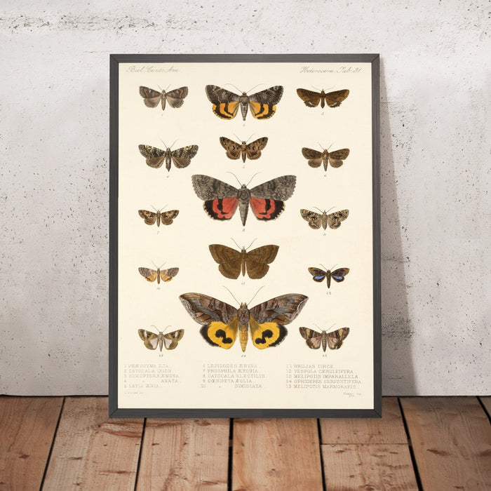 A framed image of