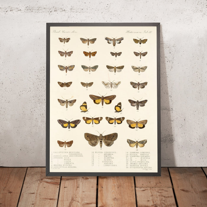 A framed image of