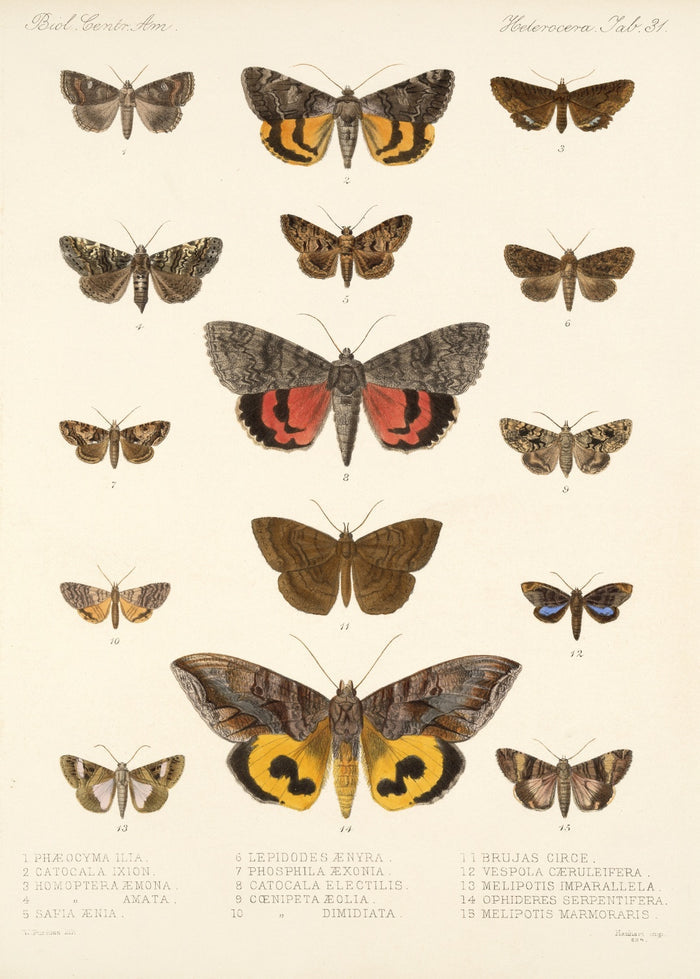 Moths (Heterocera, Plate 36) by Frederick DuCane Godman, 1879