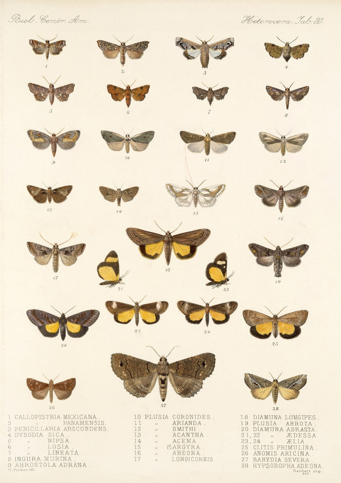 Moths (Heterocera, Plate 36) by Frederick DuCane Godman, 1879