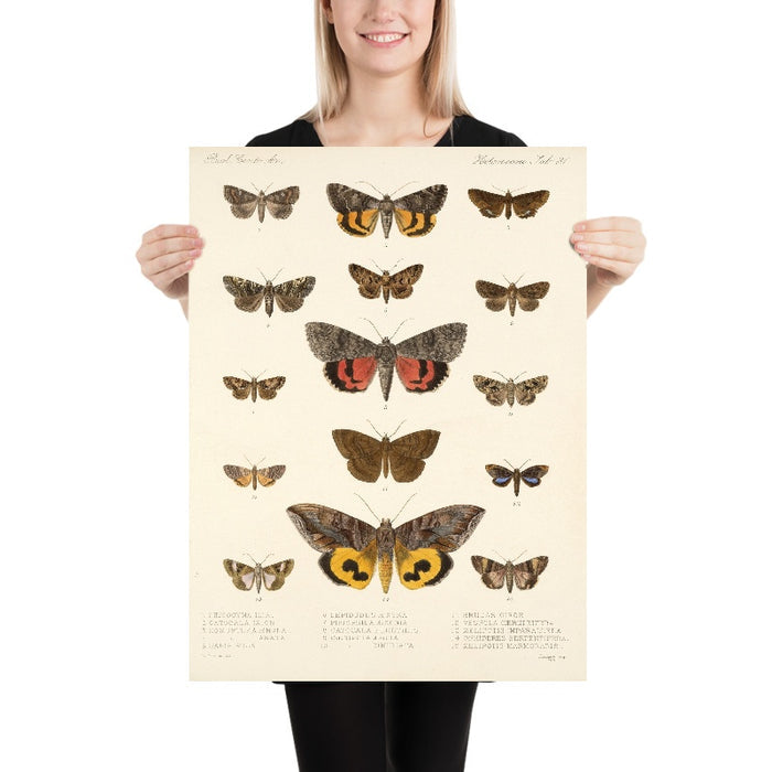 Moths (Heterocera, Plate 36) by Frederick DuCane Godman, 1879