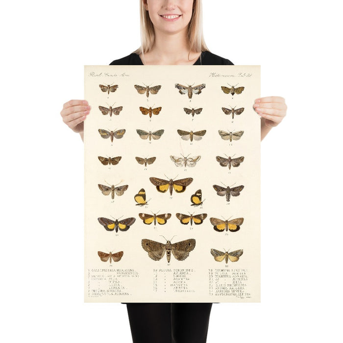 Moths (Heterocera, Plate 36) by Frederick DuCane Godman, 1879