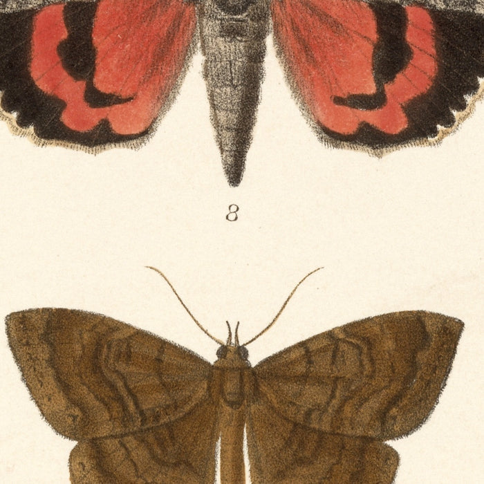 Moths (Heterocera, Plate 36) by Frederick DuCane Godman, 1879