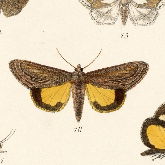 Moths (Heterocera, Plate 36) by Frederick DuCane Godman, 1879