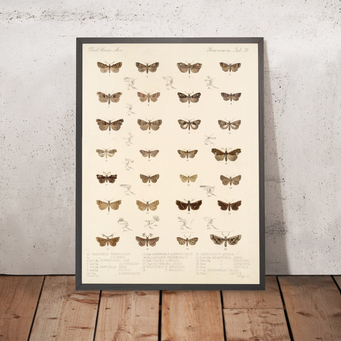 A framed image of