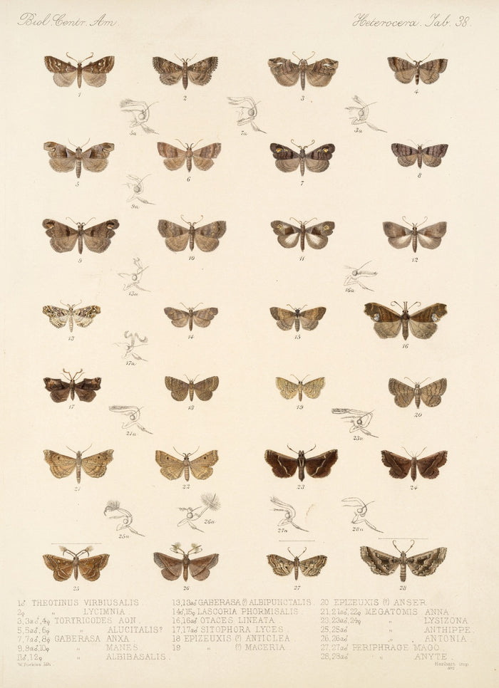 Moths (Insecta Lepidoptera-Heterocera, Plate 038) by Frederick DuCane Godman, 1879