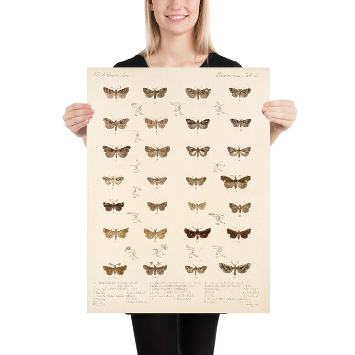 Moths (Insecta Lepidoptera-Heterocera, Plate 038) by Frederick DuCane Godman, 1879