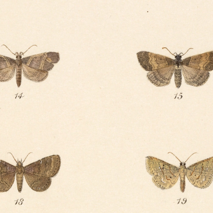 Moths (Insecta Lepidoptera-Heterocera, Plate 038) by Frederick DuCane Godman, 1879