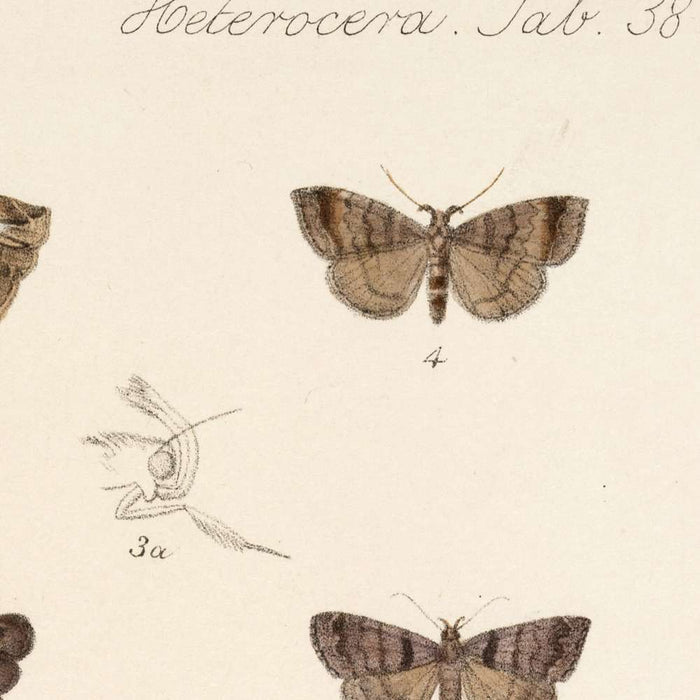 Moths (Insecta Lepidoptera-Heterocera, Plate 038) by Frederick DuCane Godman, 1879