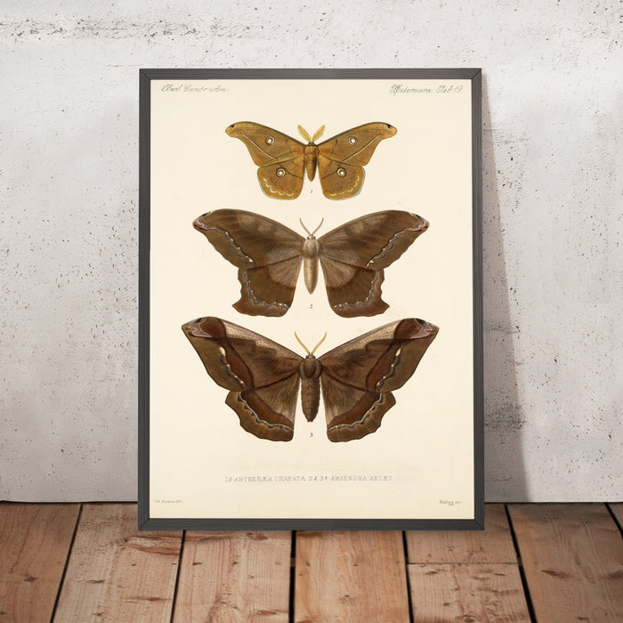 A framed image of