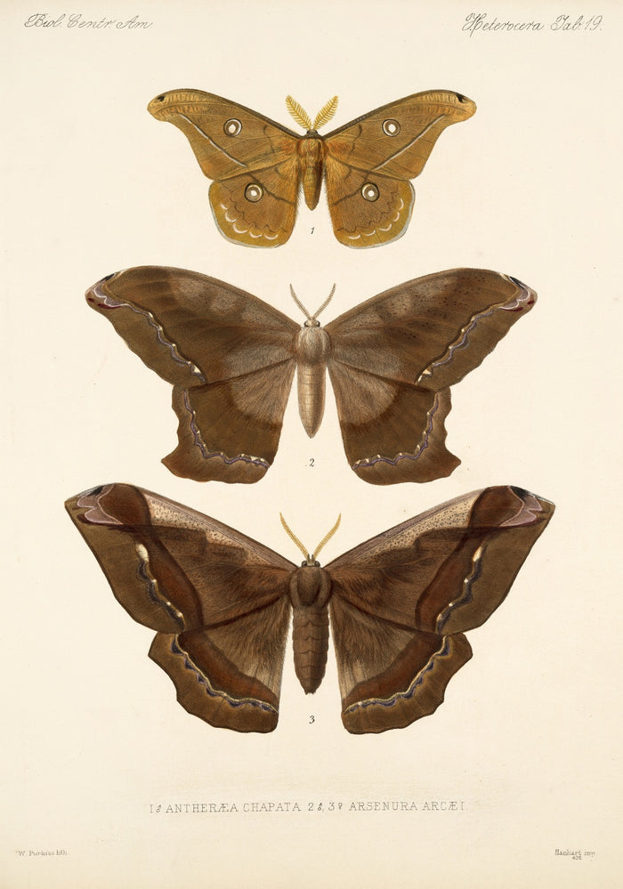 Moths (Insecta Lepidoptera-Heterocera, Plate 19) by Frederick DuCane Godman, 1879
