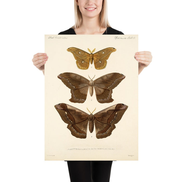 Moths (Insecta Lepidoptera-Heterocera, Plate 19) by Frederick DuCane Godman, 1879