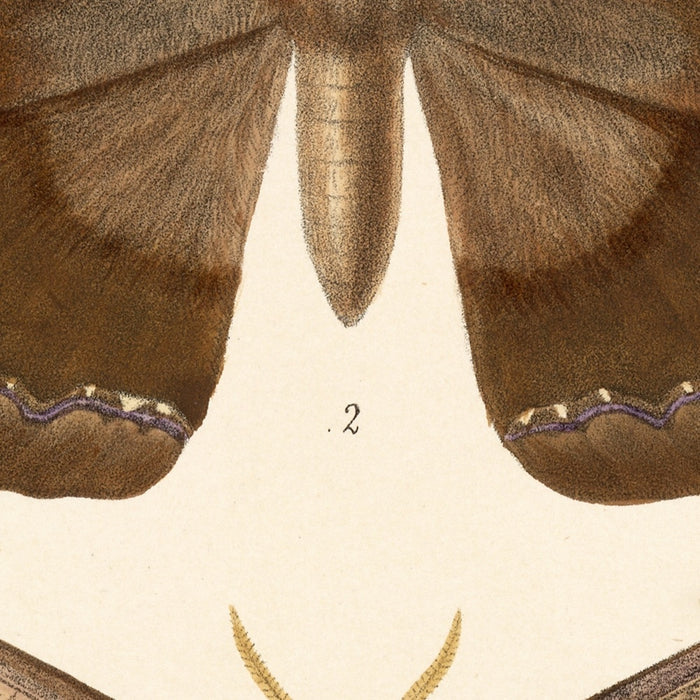 Moths (Insecta Lepidoptera-Heterocera, Plate 19) by Frederick DuCane Godman, 1879
