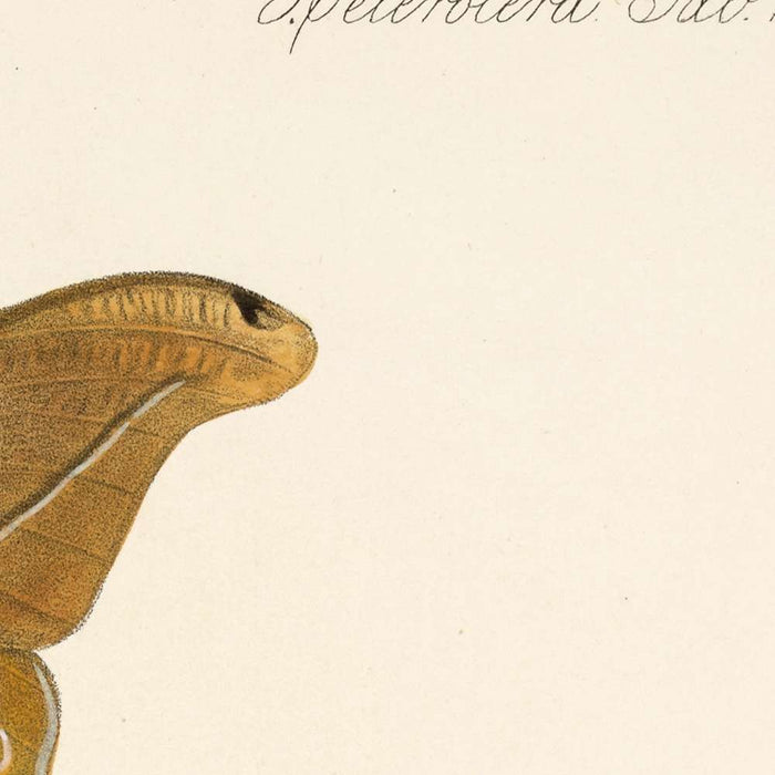 Moths (Insecta Lepidoptera-Heterocera, Plate 19) by Frederick DuCane Godman, 1879