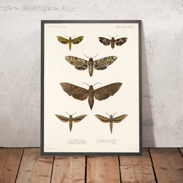 A framed image of