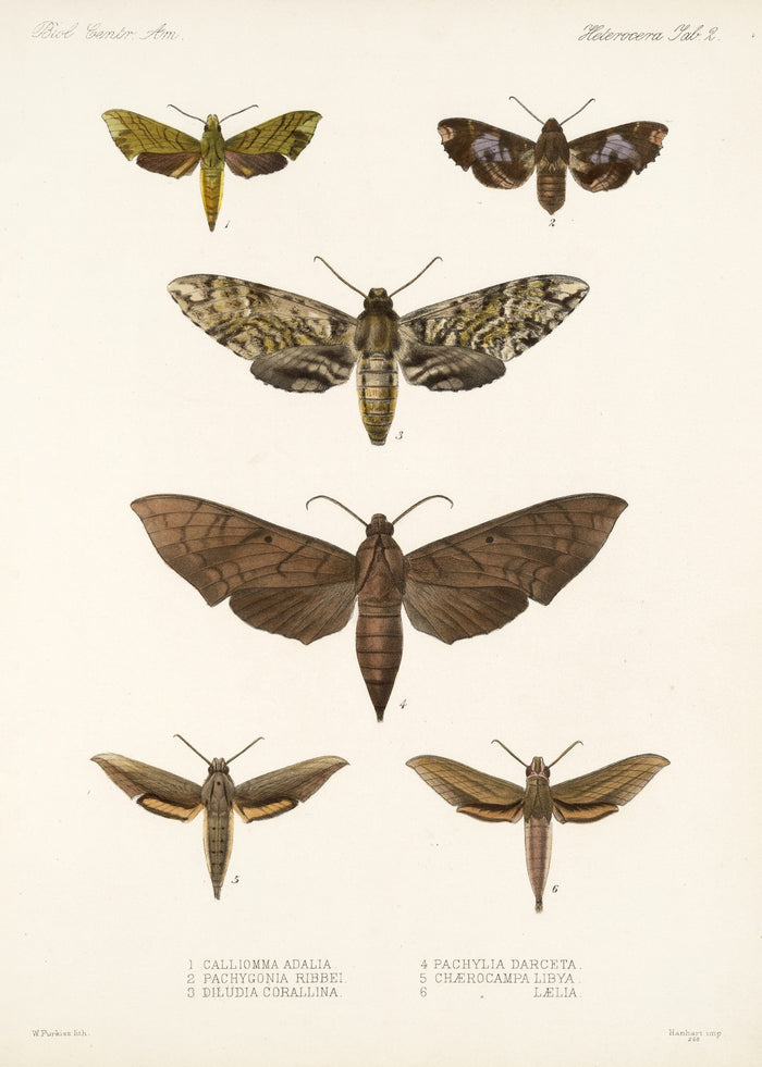 Moths (Lepidoptera: Heterocera, Plate 008) by Frederick DuCane Godman, 1879
