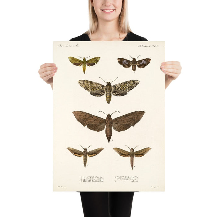 Moths (Lepidoptera: Heterocera, Plate 008) by Frederick DuCane Godman, 1879