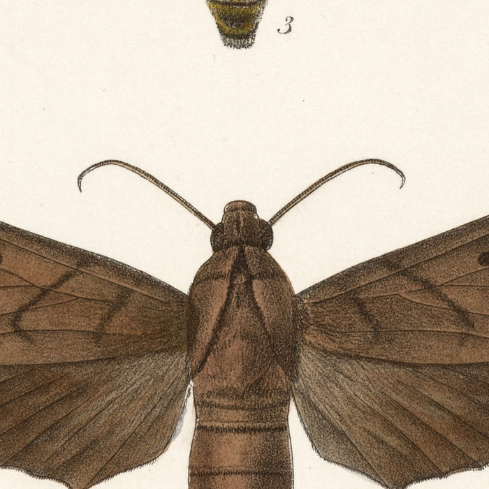 Moths (Lepidoptera: Heterocera, Plate 008) by Frederick DuCane Godman, 1879