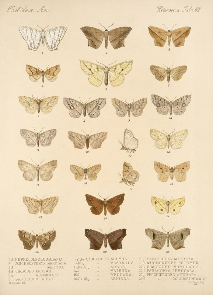 Moths (Lepidoptera: Heterocera, Plate 042) by Frederick DuCane Godman, 1879