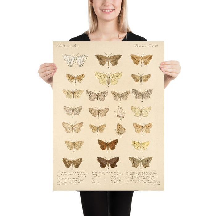 Moths (Lepidoptera: Heterocera, Plate 042) by Frederick DuCane Godman, 1879