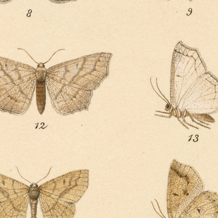 Moths (Lepidoptera: Heterocera, Plate 042) by Frederick DuCane Godman, 1879