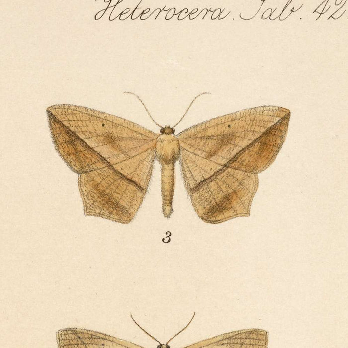 Moths (Lepidoptera: Heterocera, Plate 042) by Frederick DuCane Godman, 1879