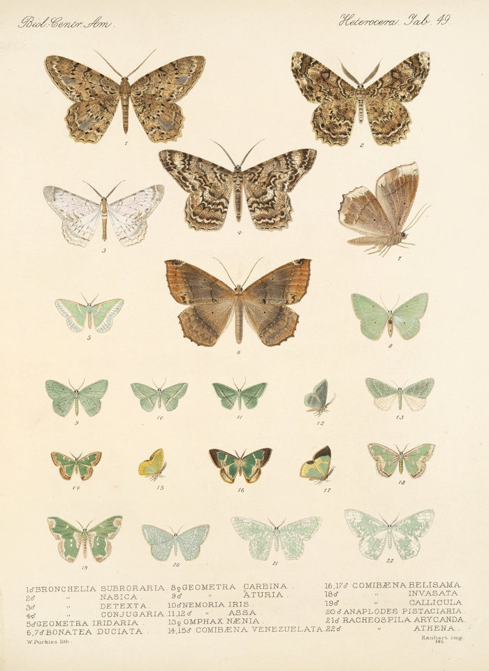 Moths (Lepidoptera: Heterocera, Plate 049) by Frederick DuCane Godman, 1879